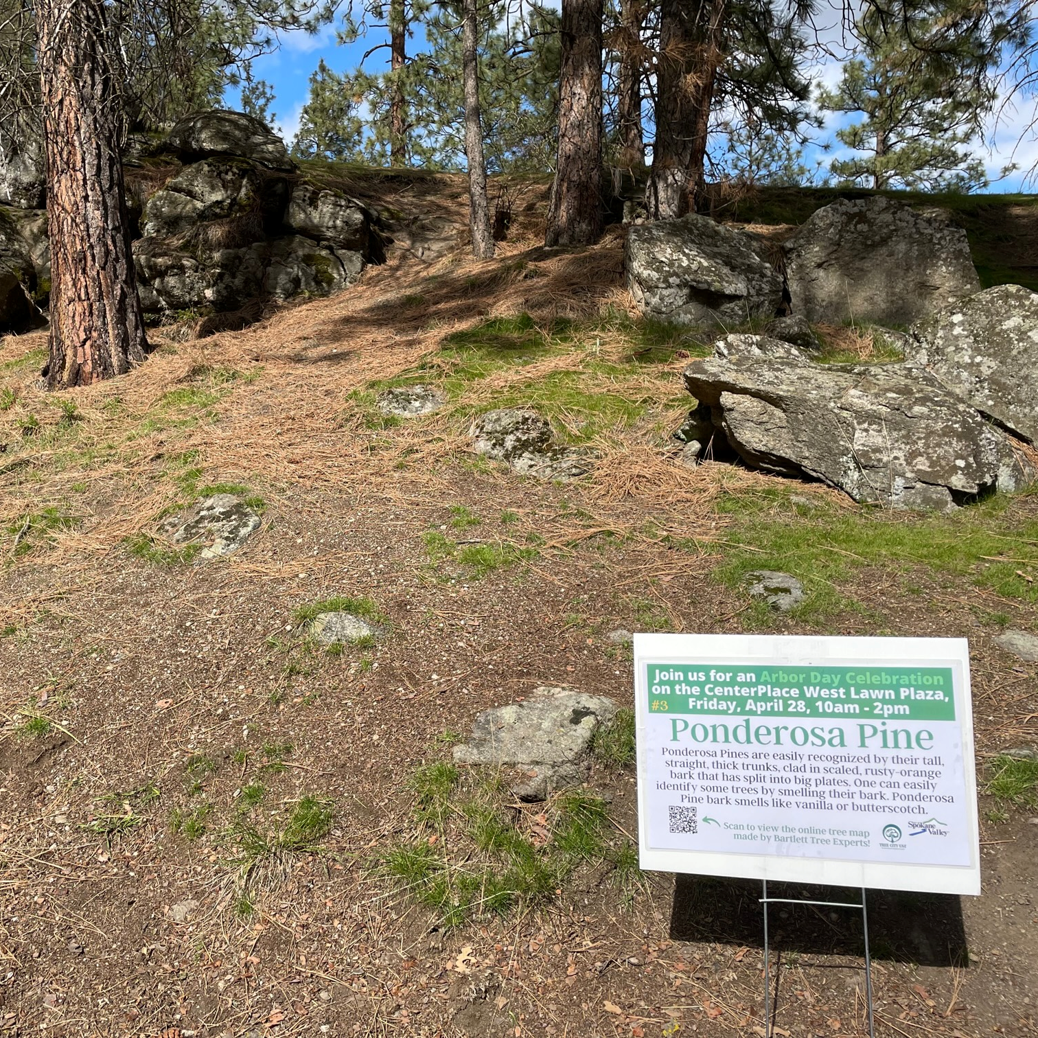 A sign identifying the tree as a Ponderosa Pine