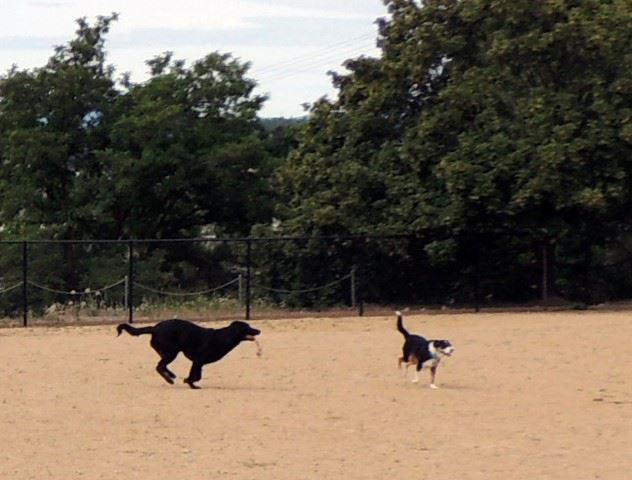 Valley Mission Dog Park