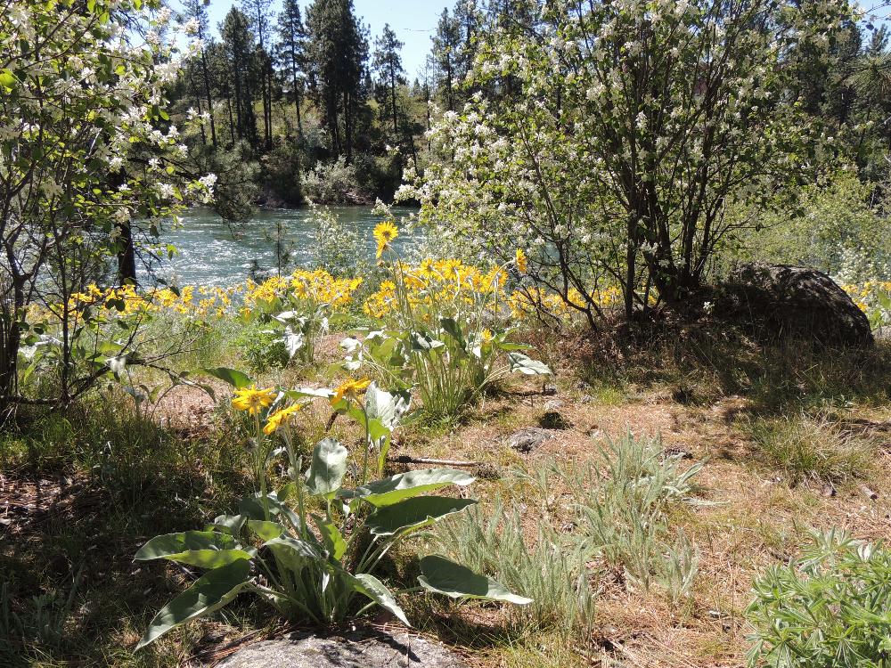 Spokane River at Sullivan